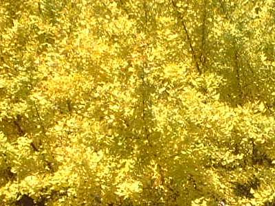 鶴岡八幡宮の黄葉