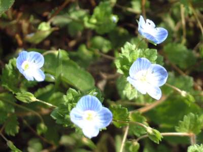 小さい青い花