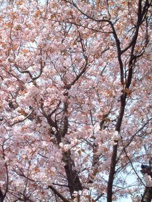 桜の１