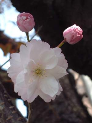 桜の２