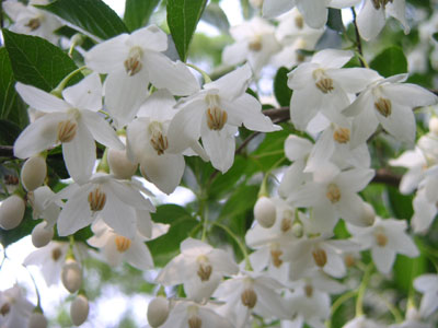 白い花の１