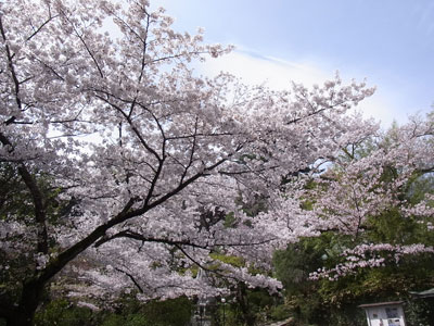 高幡不動の桜