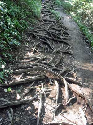根の道