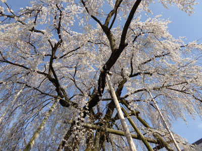 大光寺の枝垂れ桜