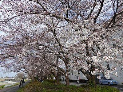 浅川沿いの桜