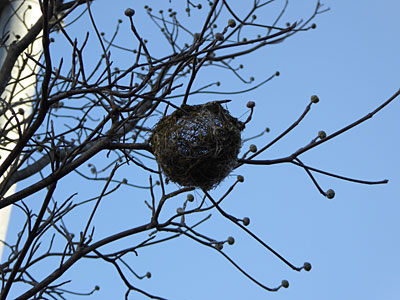 鳥の巣の2