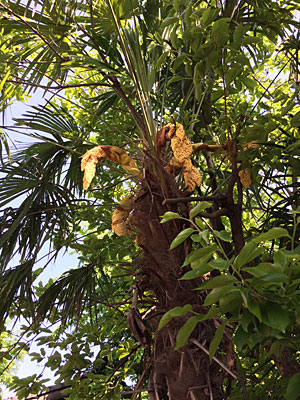 椰子の花